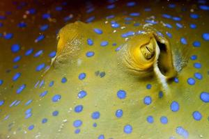 Blue Spotted ray close up eyes detail in Sipadan, Borneo, Malaysia photo