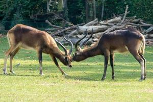 African deers antelope while fighting photo