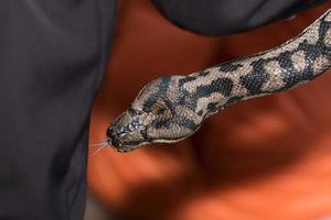 Python snake portrait hanging from man photo