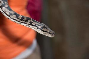 Python snake portrait hanging from man photo