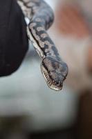 retrato de serpiente pitón colgando del hombre foto