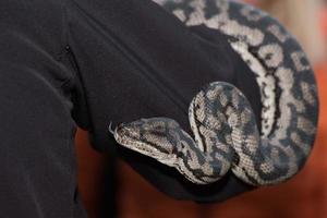 Python snake portrait hanging from man photo