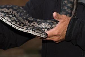 Python snake portrait hanging from man photo