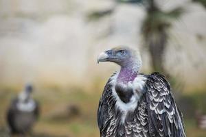 Isolated vulture, buzzard looking at you photo