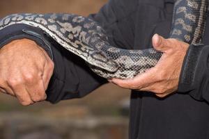 Python snake portrait hanging from man photo