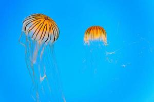 Aquarium Jellyfish in the deep blue photo