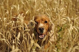 English cocker spaniel dog photo