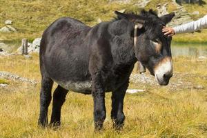 Hand touching a Donkey close up portrait photo