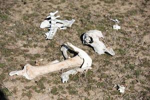 sheep skull and bones on the ground photo