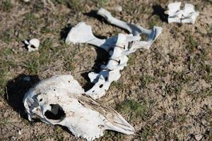 sheep skull and bones on the ground photo