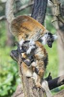 lemur monkey while spreading arms to the sun photo