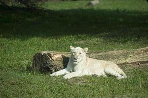 Retrato de primer plano de león hembra blanca foto