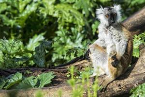 lemur monkey while spreading arms to the sun photo
