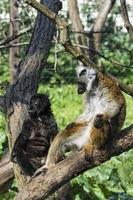 lemur monkey while spreading arms to the sun photo