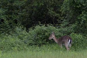 Fallow deer buck doe and fawn on green forest background photo