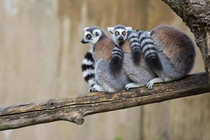 lemur monkey in the zoo photo