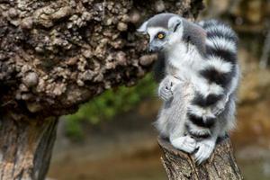 lemur monkey in the zoo photo