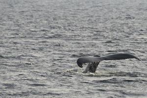 Humpback whale tail photo