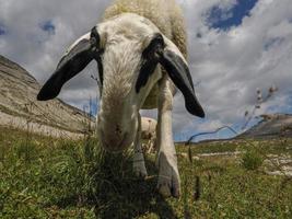 retrato de oveja en el panorama de fondo de las montañas dolomitas foto