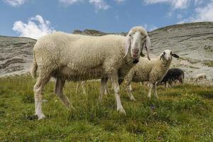 sheep portrait on dolomites mountains background panorama photo