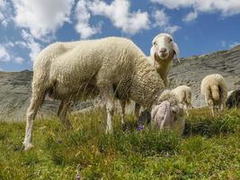 sheep portrait on dolomites mountains background panorama photo