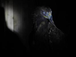 Eagle Aquila chrysaetos isolated on black photo