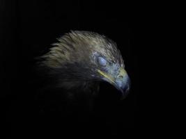 águila aquila chrysaetos aislado en negro foto