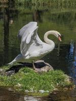 Graceful white Swan in the lake, swans in the wild. Portrait photo