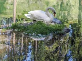 elegante cisne blanco en el lago, cisnes en la naturaleza. retrato foto