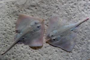 parsnip stingray fish on sand photo