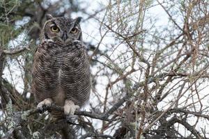 Grey owl portrait while looking at you photo