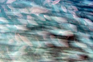 Inside sardine bait ball fish in cortez sea diving cabo pulmo photo