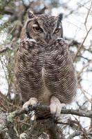 Grey owl portrait while looking at you photo