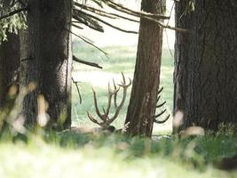 deer relaxing in the forest photo