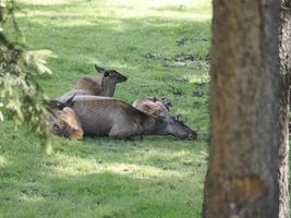 deer relaxing in the forest photo