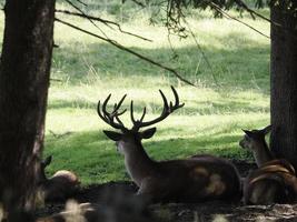 deer relaxing in the forest photo