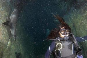 beautiful latina girl diving with sea lions in cortez sea photo