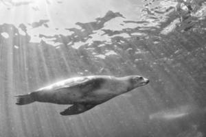 sea lion underwater in black and white photo