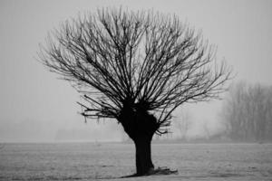 A black and white tree on white snow winter background photo