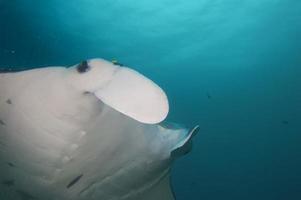 Manta close up portrait in Raja Ampat Papua Indonesia photo