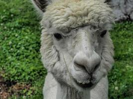 alpaca adorable fluffy portrait looking at you photo
