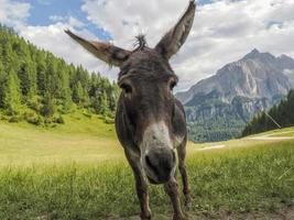 funny close up donkey portrait in dolomites photo