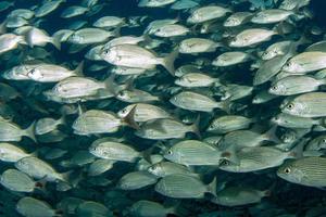 Inside sardine bait ball fish in cortez sea diving cabo pulmo photo