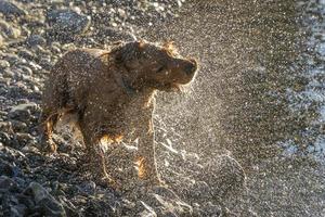 Happy dog cocker spaniel having fun at the river photo