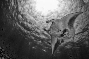 Manta in the blue ocean background portrait in black and white photo