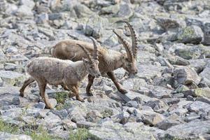 Isolated ibex deer long horn sheep Steinbock photo