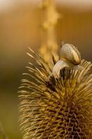 A snail on the brown background photo