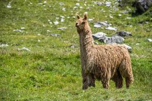 retrato de alpaca mientras te mira foto