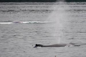 cola de ballena jorobada mientras sopla en la bahía glaciar alaska foto