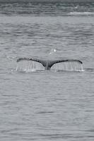 Humpback whale tail splash with seagull inglacier bay Alaska photo